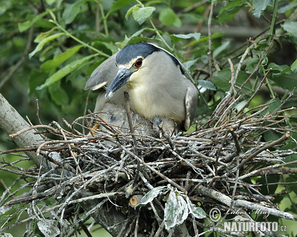 Nycticorax nycticorax