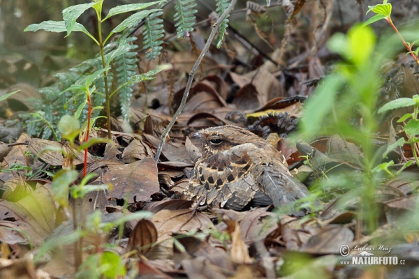 Nyctidromus albicollis