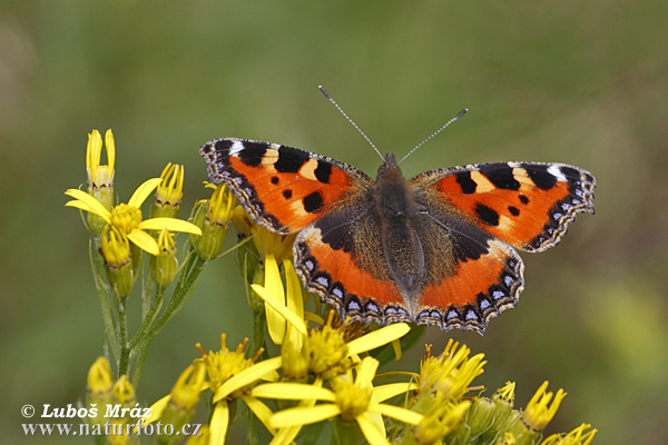 Nymphalis urticae