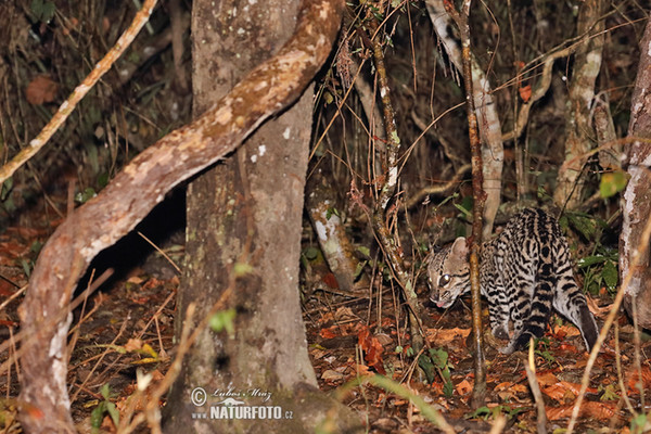 Ocelot (Leopardus pardalis)