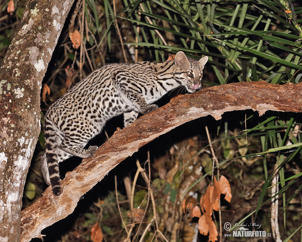 Ocelot (Leopardus pardalis)