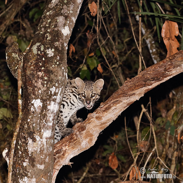 Ocelot (Leopardus pardalis)