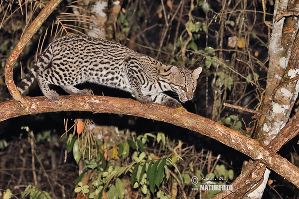 Ocelot (Leopardus pardalis)