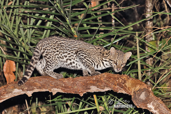 Ocelot (Leopardus pardalis)