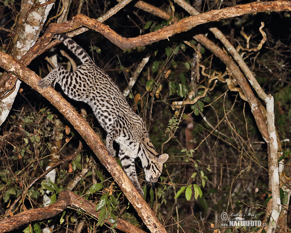 Ocelot (Leopardus pardalis)