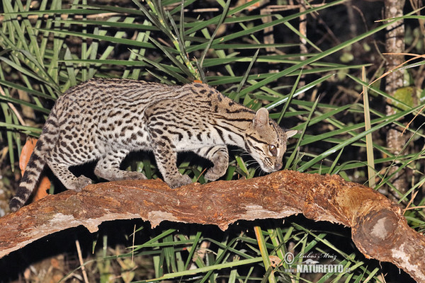 Ocelot (Leopardus pardalis)