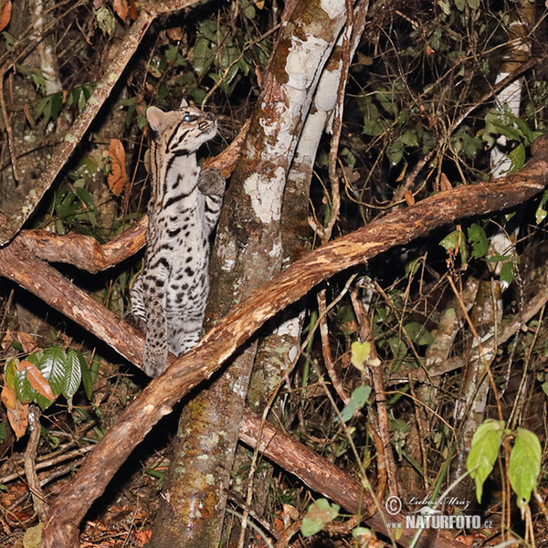 Ocelot (Leopardus pardalis)