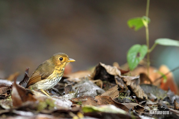 Ochre-breasted Antpitta (Grallaricula flavirostris)