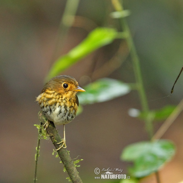 Ochre-breasted Antpitta (Grallaricula flavirostris)