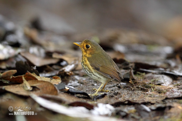 Ochre-breasted Antpitta (Grallaricula flavirostris)