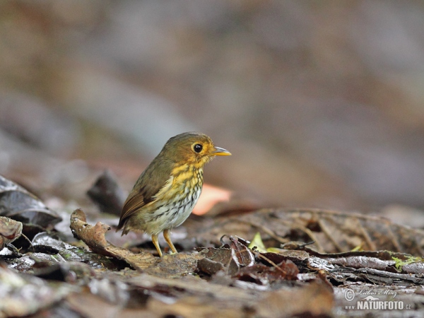 Ochre-breasted Antpitta (Grallaricula flavirostris)