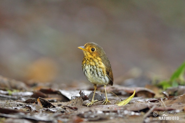 Ochre-breasted Antpitta (Grallaricula flavirostris)