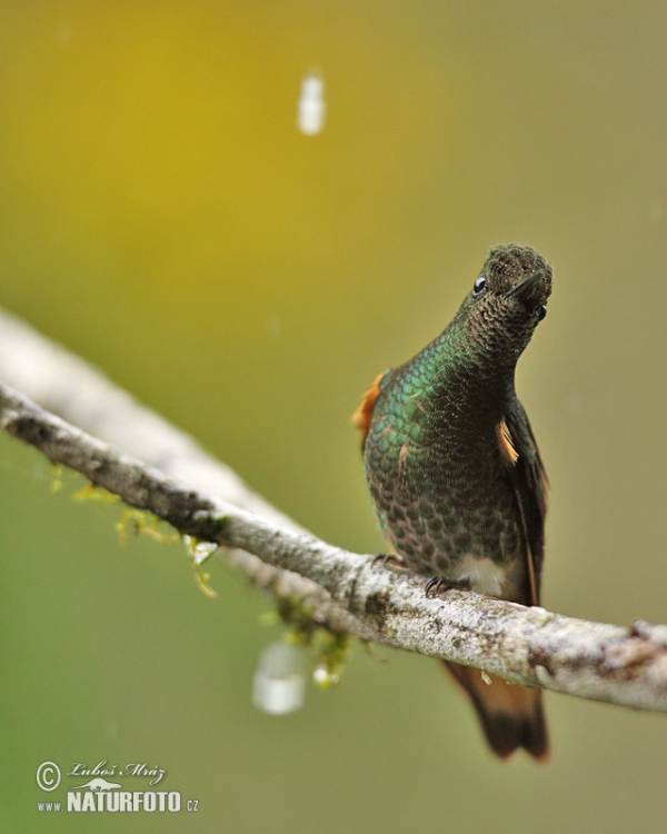 Ockrastjärtad kolibri