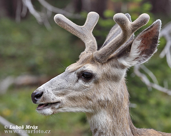 Odocoileus hemionus