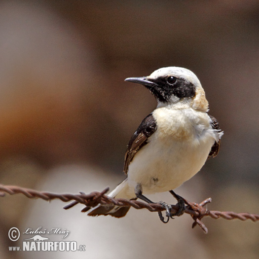 Oenanthe hispanica