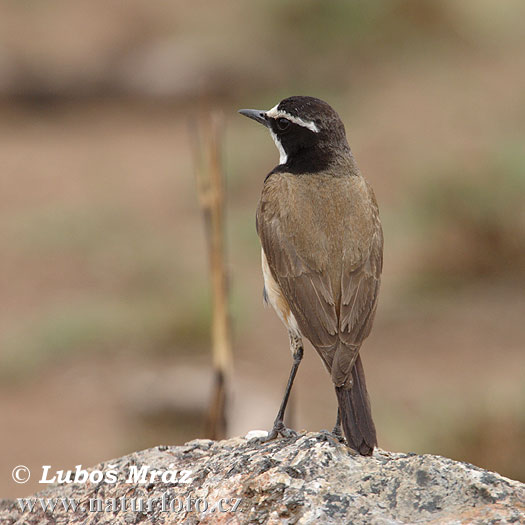 Oenanthe pileata