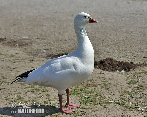 Oie des neiges