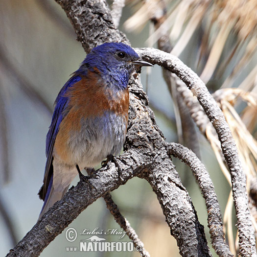 Okcidenta blubirdo