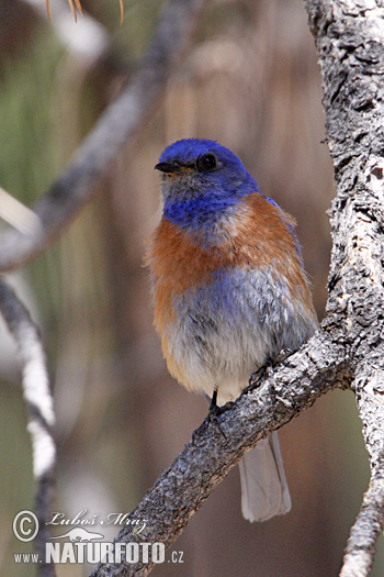 Okcidenta blubirdo