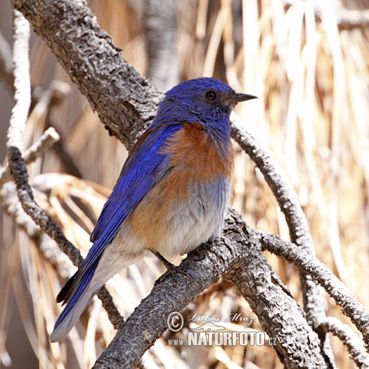 Okcidenta blubirdo