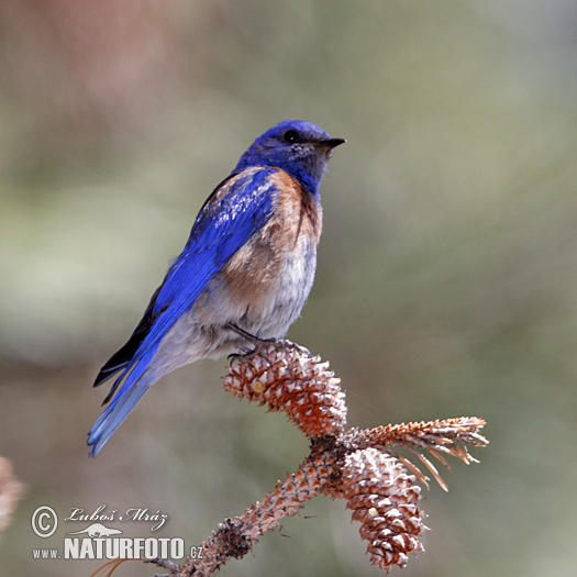 Okcidenta blubirdo