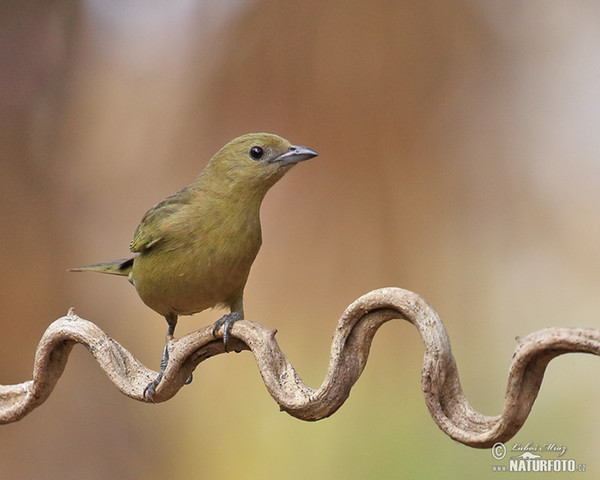 Olive-green Tanager (Orthogonys chloricterus)