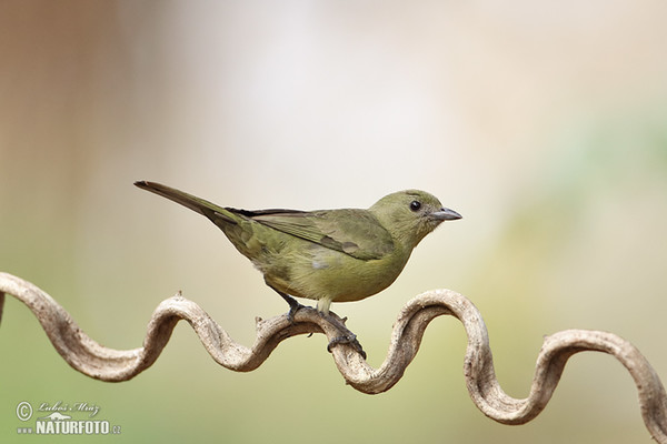 Olive-green Tanager (Orthogonys chloricterus)