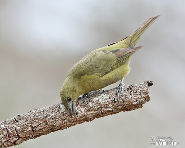 Olive-green Tanager (Orthogonys chloricterus)