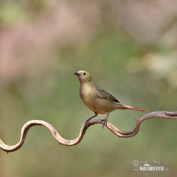 Olive-green Tanager (Orthogonys chloricterus)