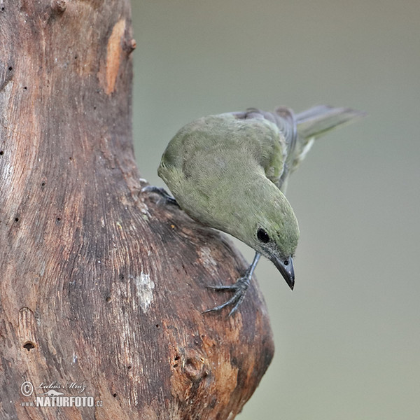 Olive-green Tanager (Orthogonys chloricterus)