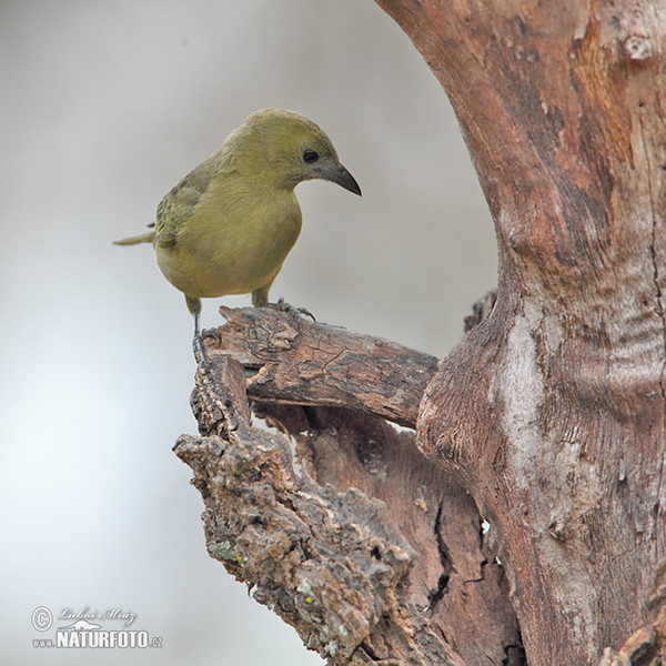 Olive-green Tanager (Orthogonys chloricterus)