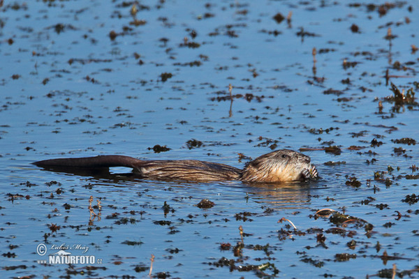 Ondatra zibethicus