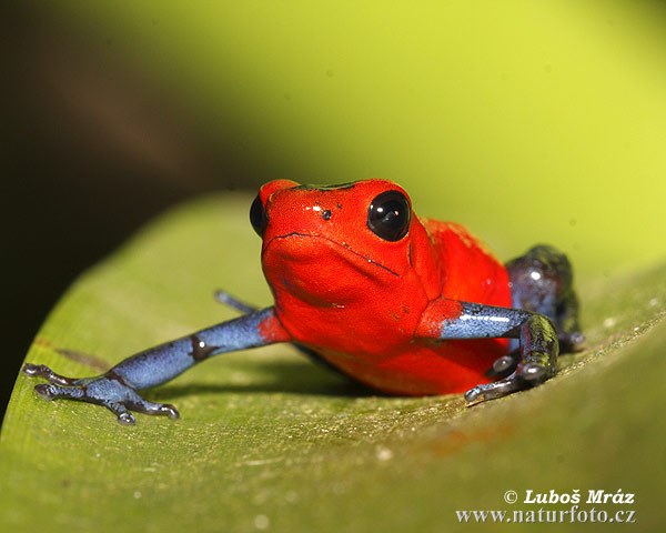 Oophaga pumilio