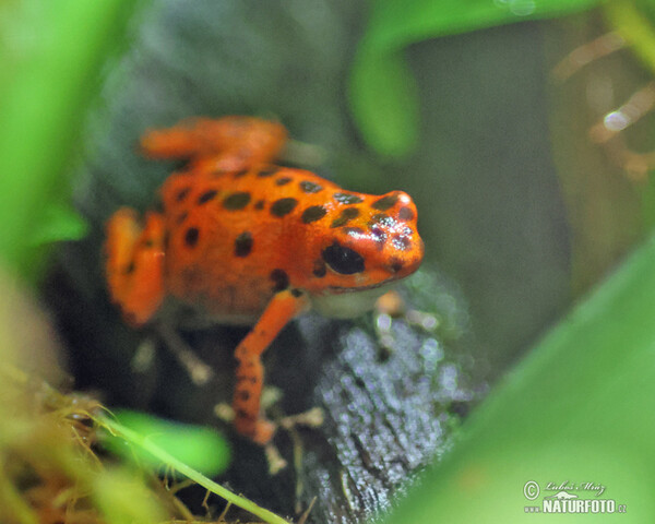 Oophaga pumilio