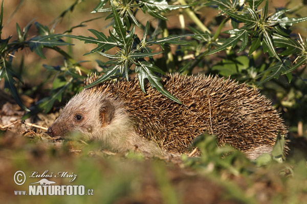 Oost-Europese egel