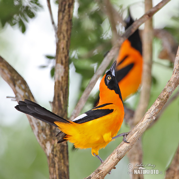 Orange-backed Oriole (Icterus croconotus)