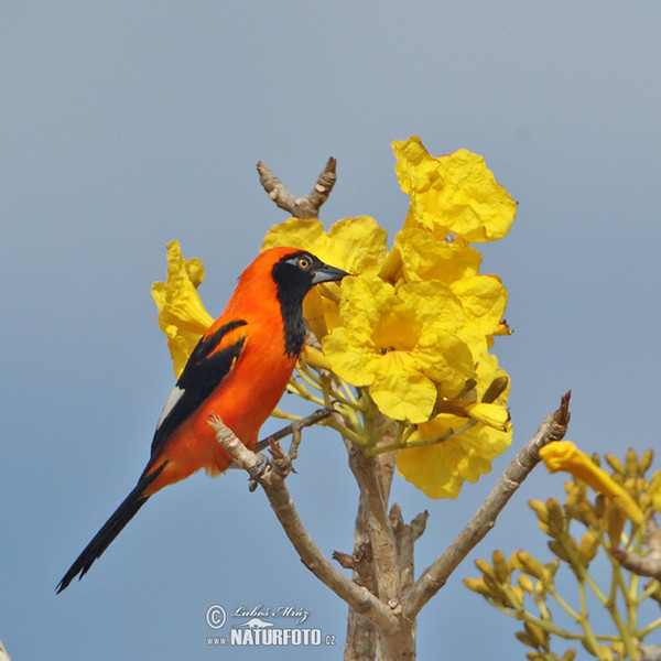 Orange-backed Oriole (Icterus croconotus)