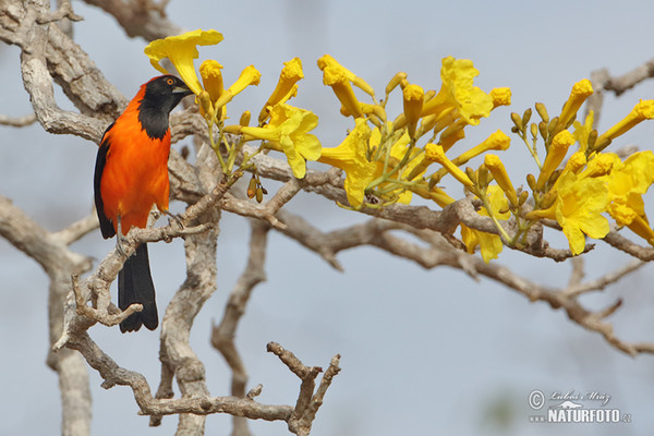 Orange-backed Oriole (Icterus croconotus)