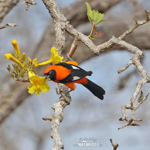 Orange-backed Oriole (Icterus croconotus)