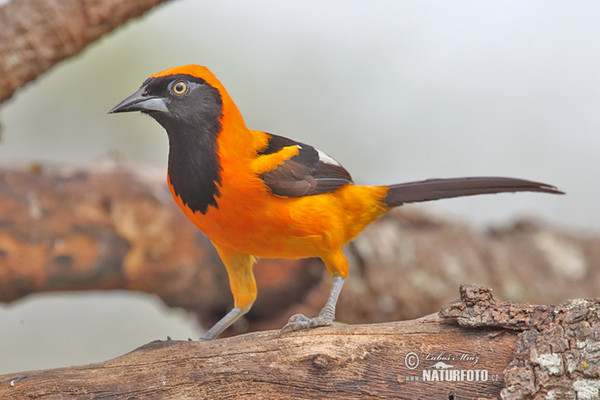 Orange-backed Oriole (Icterus croconotus)