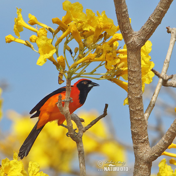 Orange-backed Oriole (Icterus croconotus)