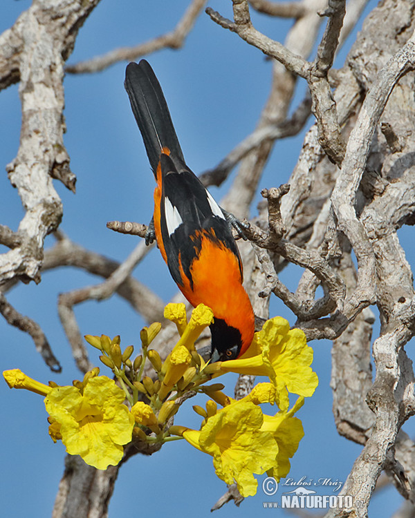 Orange-backed Oriole (Icterus croconotus)