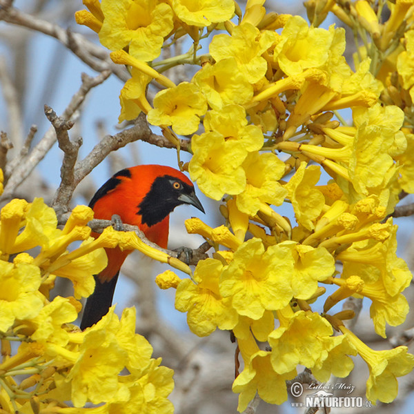 Orange-backed Oriole (Icterus croconotus)