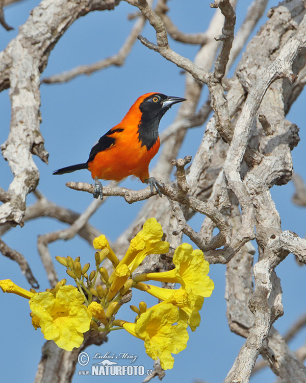 Orange-backed Oriole (Icterus croconotus)