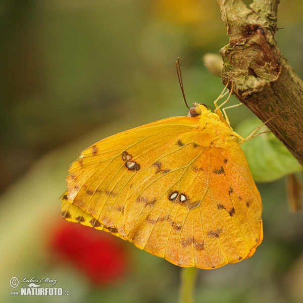 Orange-barred Sulphur (Phoebis philea)