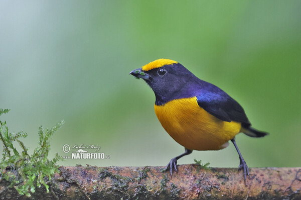 Orange-bellied Euphonia (Euphonia xanthogaster)