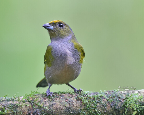 Orange-bellied Euphonia (Euphonia xanthogaster)