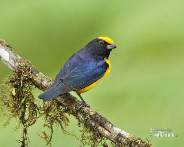 Orange-bellied Euphonia (Euphonia xanthogaster)