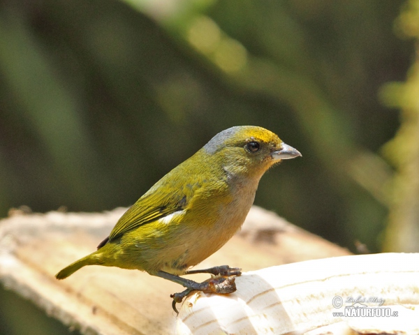 Orange-bellied Euphonia (Euphonia xanthogaster)