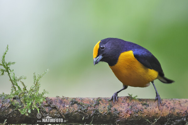 Orange-bellied Euphonia (Euphonia xanthogaster)
